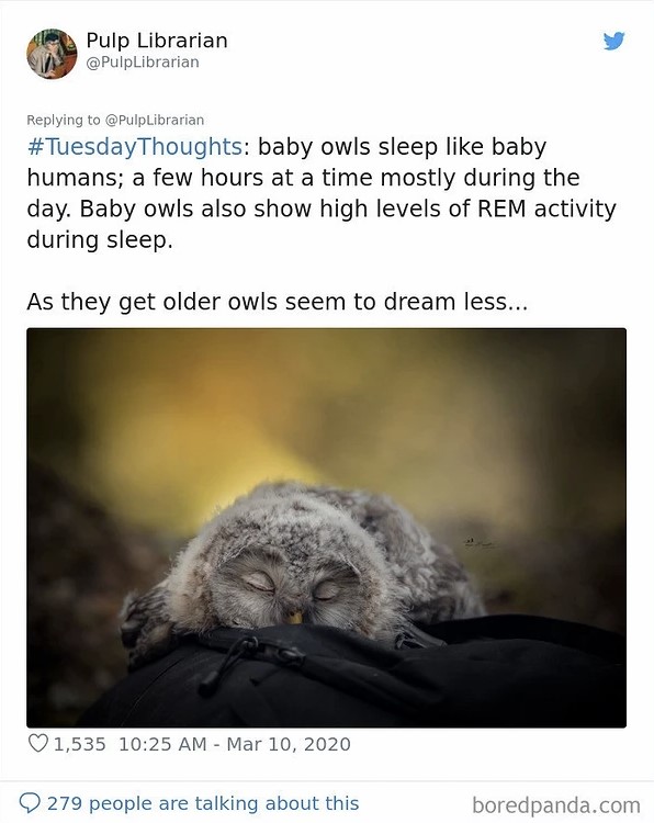Как спят совята: реальность или фотошоп?!